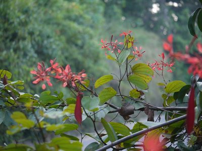 Bauhinia phoenicea, photographed by Dinesh Valke