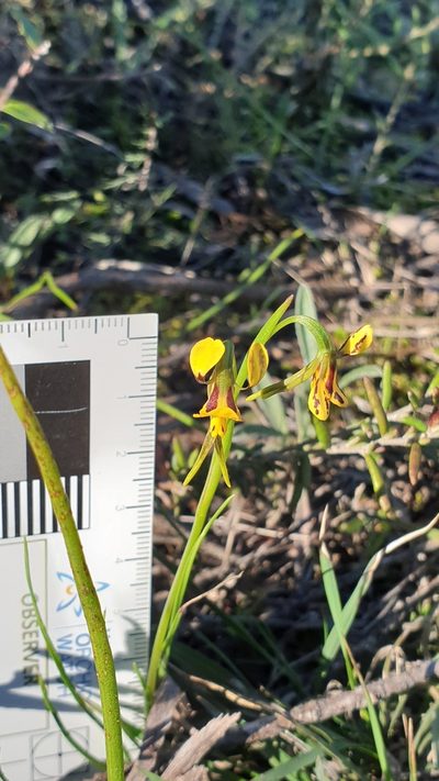 Diuris palustris, photographed by Rosalie Lawrence