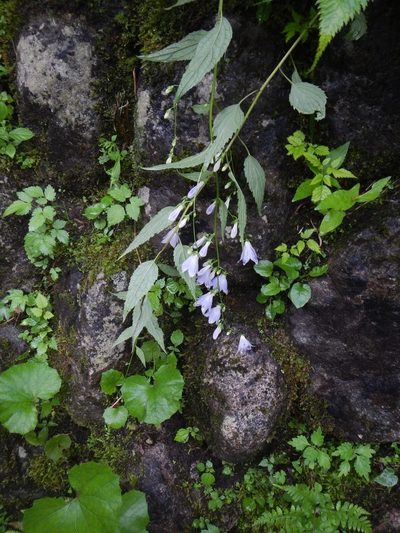 Adenophora remotiflora, photographed by Junichi　Mandai