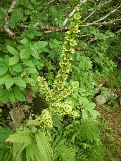 Veratrum oxysepalum, photographed by Junichi　Mandai