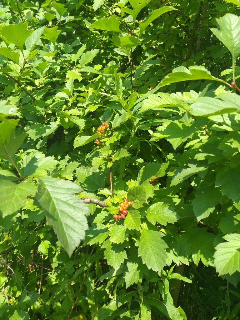 Crataegus chlorocarpa, photographed by Dmitriy Bochkov
