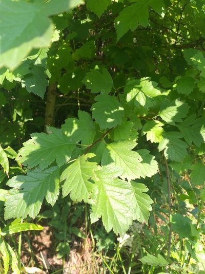 Crataegus chlorocarpa, photographed by Dmitriy Bochkov