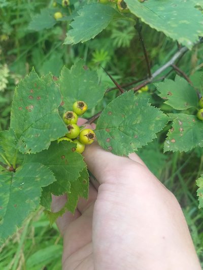 Crataegus chlorocarpa, photographed by Dmitriy Bochkov