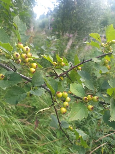 Crataegus chlorocarpa, photographed by Dmitriy Bochkov