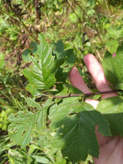 Crataegus maximowiczii, photographed by Dmitriy Bochkov