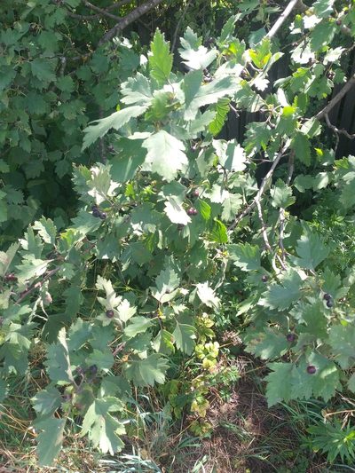 Crataegus nigra, photographed by Dmitriy Bochkov