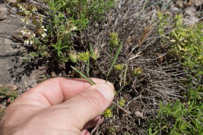 Bupleurum baldense, photographed by Tim Johnson