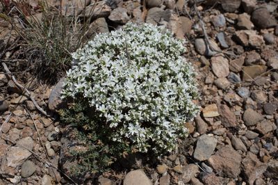 Arenaria aggregata, photographed by Tim Johnson
