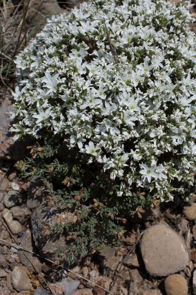 Arenaria aggregata, photographed by Tim Johnson