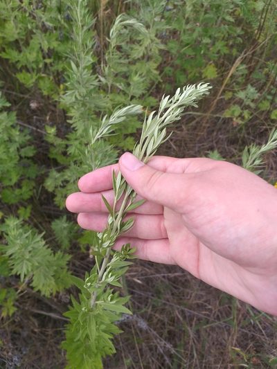 Artemisia argyi, photographed by Dmitriy Bochkov