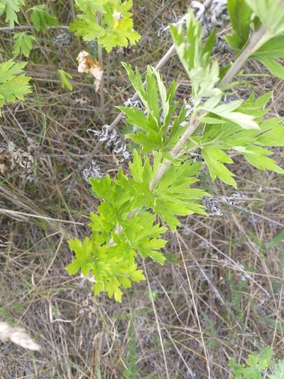Artemisia argyi, photographed by Dmitriy Bochkov