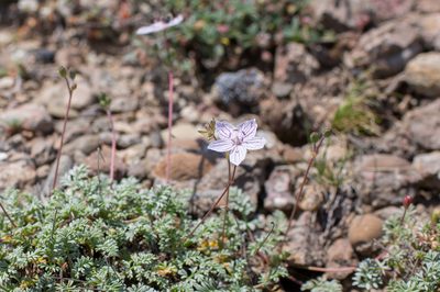 Erodium rupestre, photographed by Tim Johnson