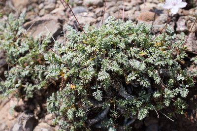 Erodium rupestre, photographed by Tim Johnson