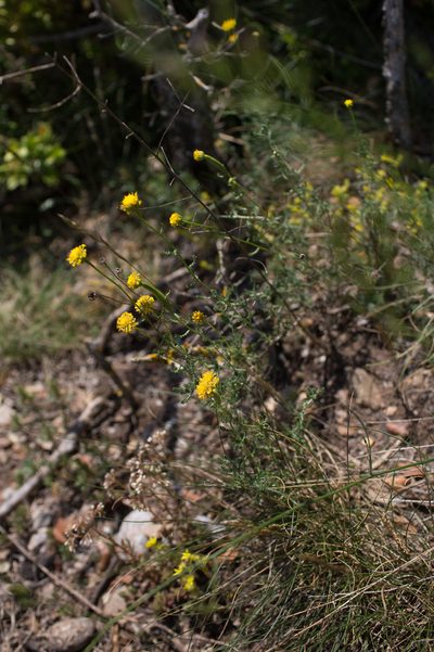 Santolina chamaecyparissus, photographed by Tim Johnson