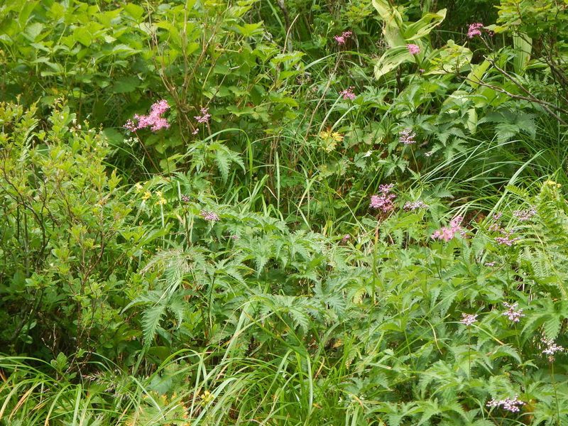 Filipendula multijuga, photographed by Junichi　Mandai