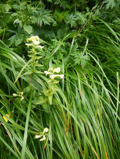 Pedicularis yezoensis, photographed by Junichi　Mandai