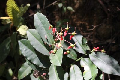 Euphorbia peritropoides, photographed by Viacheslav Shalisko