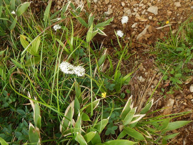 Triantha japonica, photographed by Junichi　Mandai
