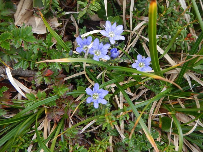 Gentiana nipponica, photographed by Junichi　Mandai