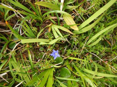 Gentiana nipponica, photographed by Junichi　Mandai