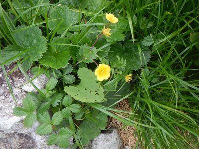 Geum calthifolium, photographed by Junichi　Mandai