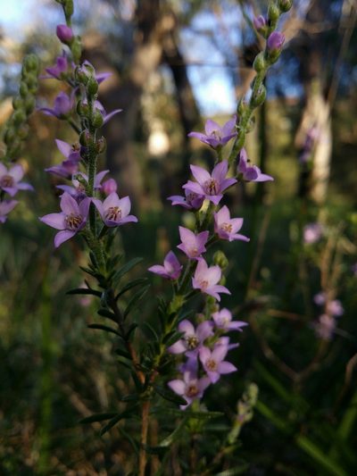 Philotheca spicata, photographed by Helium Luo