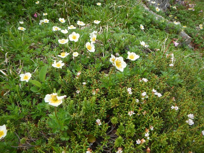 Sieversia pentapetala, photographed by Junichi　Mandai