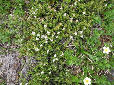 Kalmia procumbens, photographed by Junichi　Mandai