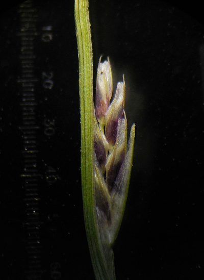 Tripogon purpurascens, photographed by S.MORE