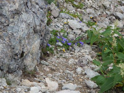 Campanula dasyantha