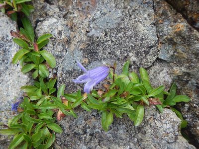 Campanula dasyantha, photographed by Junichi　Mandai