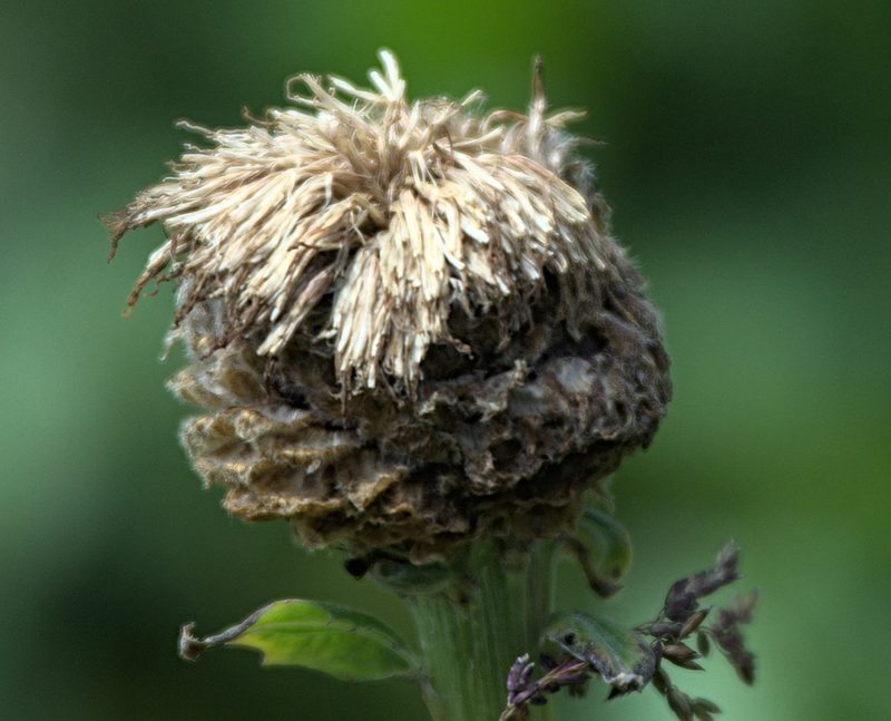 Leuzea carthamoides, photographed by Pavel Komkov