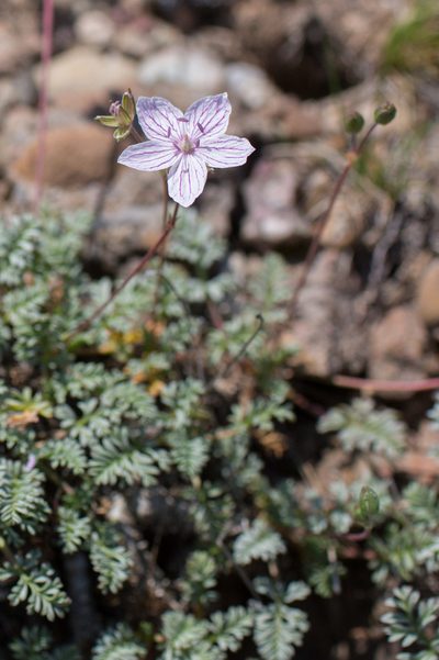 Erodium rupestre, photographed by Tim Johnson