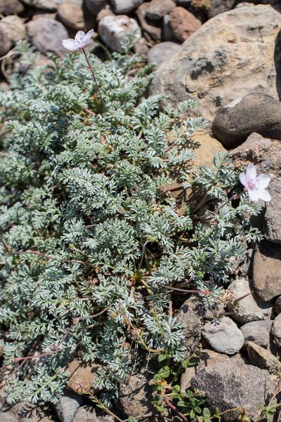 Erodium rupestre, photographed by Tim Johnson