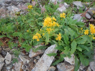 Solidago decurrens, photographed by Junichi　Mandai