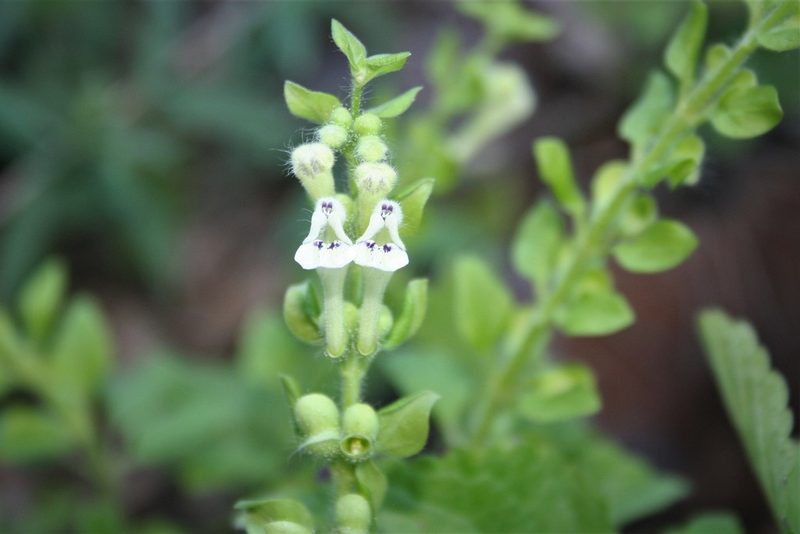 Scutellaria albida, photographed by Edmundas Greimas