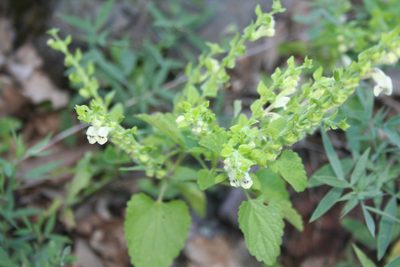 Scutellaria albida, photographed by Edmundas Greimas