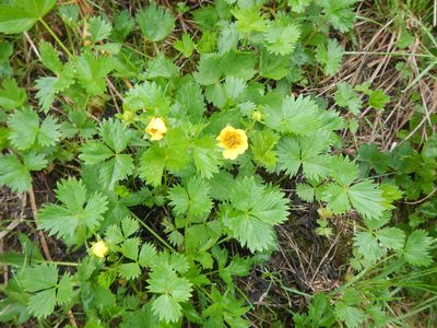 Potentilla matsumurae, photographed by Junichi　Mandai