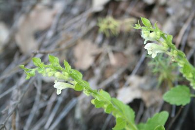 Scutellaria albida, photographed by Edmundas Greimas
