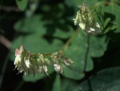 Astragalus frigidus, photographed by Pavel Komkov