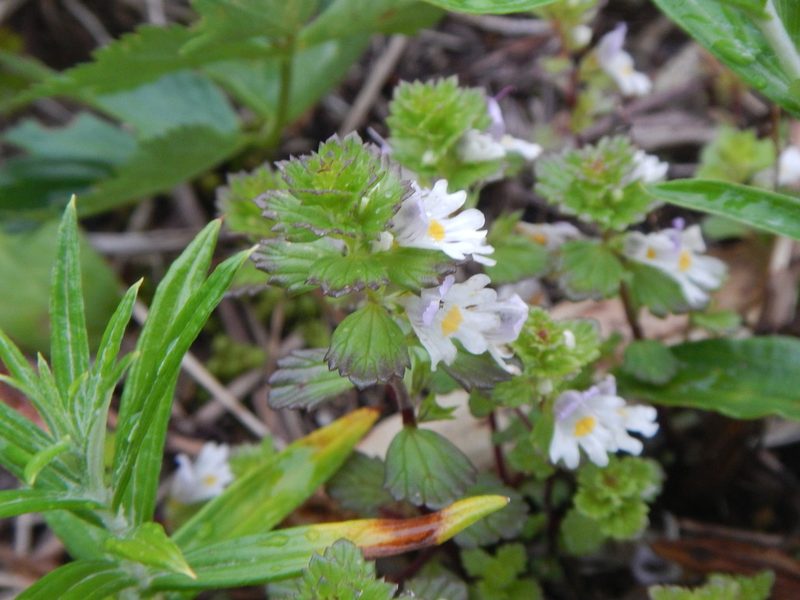 Euphrasia insignis, photographed by Junichi　Mandai