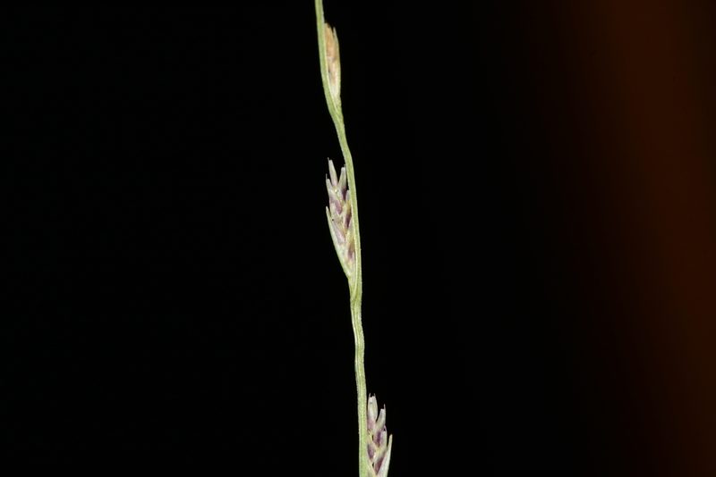 Tripogon purpurascens, photographed by S.MORE
