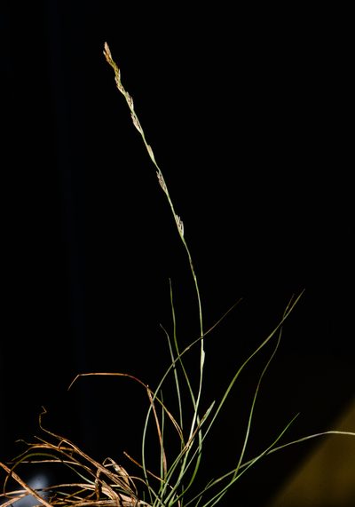 Tripogon purpurascens, photographed by S.MORE