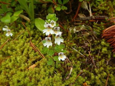 Euphrasia insignis, photographed by Junichi　Mandai
