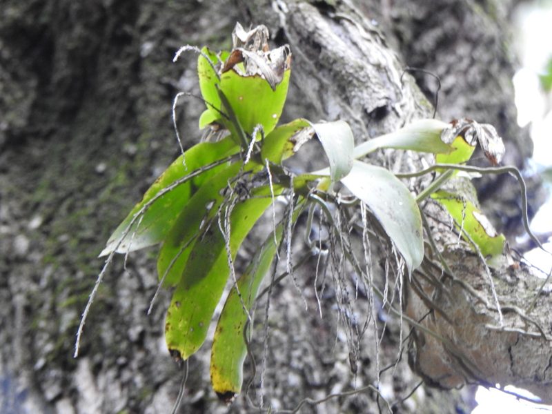 Peristeranthus hillii, photographed by Greg Tasney