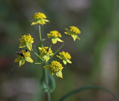 Bupleurum multinerve, photographed by Pavel Komkov