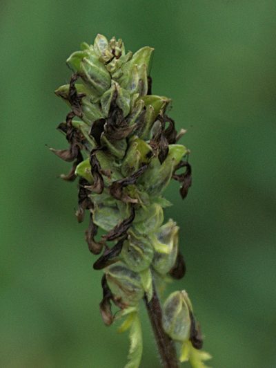 Pedicularis compacta, photographed by Pavel Komkov