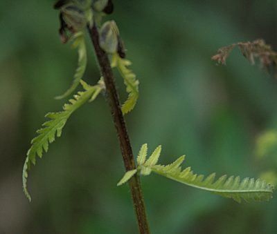 Pedicularis compacta, photographed by Pavel Komkov
