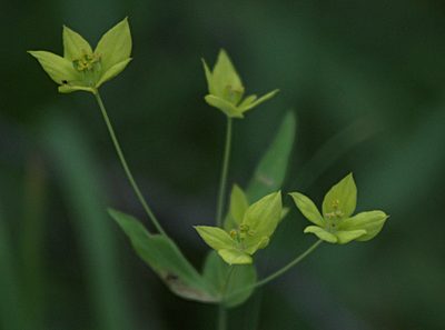 Bupleurum multinerve, photographed by Pavel Komkov