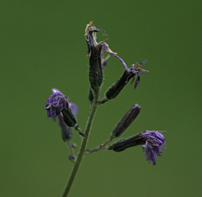 Cicerbita azurea, photographed by Pavel Komkov